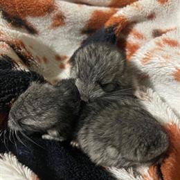 Grey Chinchillas - 3 Baby Boys Ready for Homes March 2026 in Seymour, ct