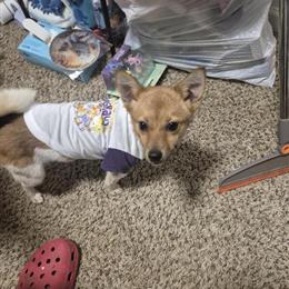 Female Pomchi Available for Adoption in Detroit, mi