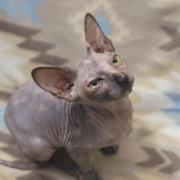 Sphynx Cat Seeking Loving Home in Boston, ma