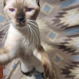 Siberian Elf Hybrid Kittens Available - Male 5 Months & Female 3 Months in Boston, ma