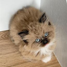 Mink Ragdoll Kitten for Adoption in Vancouver, wa