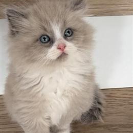 Blue Mink Ragdoll Kitten Available in Vancouver, wa