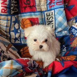 Maltese Puppies Seeking Loving Homes in Grand Blanc, mi