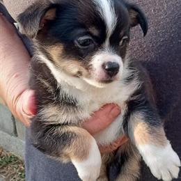 Chihuahua Puppy - Beautiful Baby Girl in Danville, va