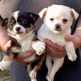 Chihuahua Puppies Ready for New Homes in Danville, va