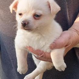 Male Chihuahua Available in Danville, va