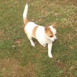 Chihuahua Peanut - Sweet Male Companion in Danville, va