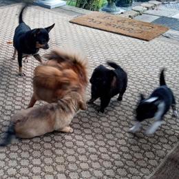 Chihuahuas with Long Hair Ready for New Homes in Danville, va