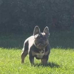 French Bulldog Puppies for Sale in Detroit, mi