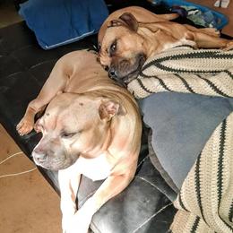 Cane Corso and Pit Corso Males Seeking Forever Home in Chico, ca
