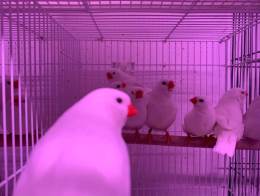 Imported Zebra Finches Pied And White Mutations Available in Melbourne, FL