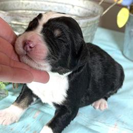 Bernedoodles Litter Available for Adoption in Ann Arbor, mi