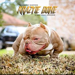 Exotic Bully Male Adult Available in Waldorf, md