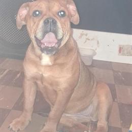 Old English Bulldog - 5 Months Old Female Ready for a New Home in Flint, mi