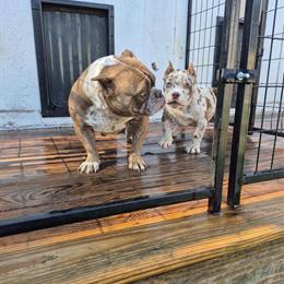 Exotic Bully Female Pup for Adoption in Norfolk, va