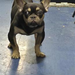 French Bulldog Male Pup Available for Adoption in Norfolk, va