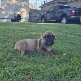 Female French Bulldog Puppy for Adoption in Norfolk, va