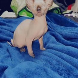 Sphynx Kittens Ready for New Homes in Clairton, pa