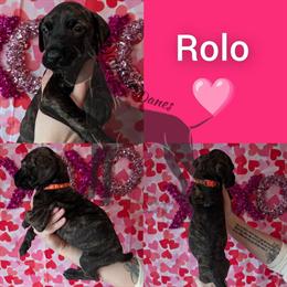 Purebred Great Dane Puppies Available in Lafayette, in