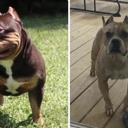 American Bully puppies expected soon in North Augusta, sc