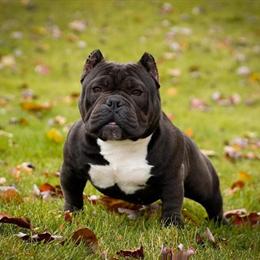 Micro Exotic American Bully Puppies Available in Kalamazoo, mi