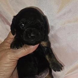 Miniature Dachshund Looking for Forever Home in Clover, sc