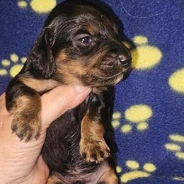 Miniature Dachshund Looking for Forever Home in Clover, sc