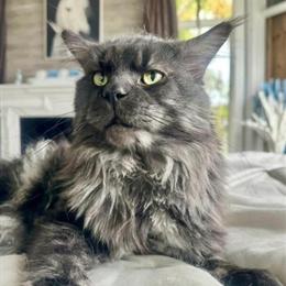 Maine Coon Kittens Available in Sarasota, Florida in Sarasota, fl