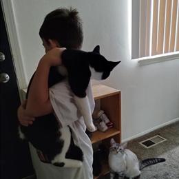 Tuxedo Cat Mr Big Needs a Loving Home in Detroit, mi