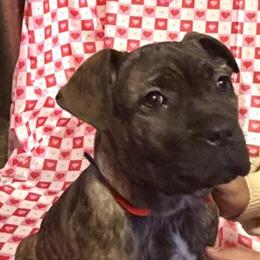 Cane Corso puppies, 12 weeks old, ready for new homes in Dayton, oh