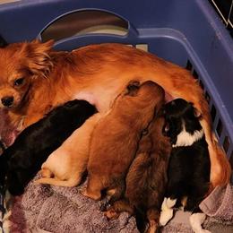 Mi-Ki Puppies for Adoption in Midland, mi