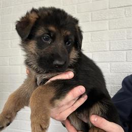 German Shepherd Puppies Available from Champion Lines in Roanoke, va