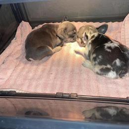 French Bulldog Puppies Available - 5 Weeks Old in Morrow, ga