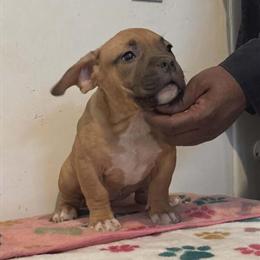 Beautiful Female Puppy Available for Adoption in Kalamazoo, mi