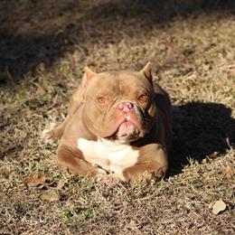 Chocolate Female American Bully Looking for Forever Home in San Antonio, tx