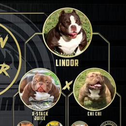 Chocolate Ghost Tri Adult Female American Bully for Adoption in San Antonio, tx