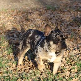 9 Month Old Male French Bulldog - Isabella Carrier Black & Tan Merle in San Antonio, tx
