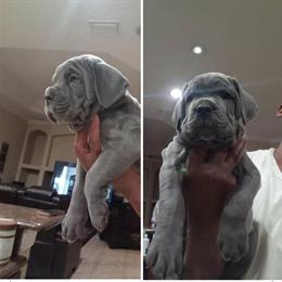 Cane Corso Puppies for Sale in Chicago, il