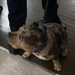Merle American Bully Stud for Sale - $600 in Chicago, il