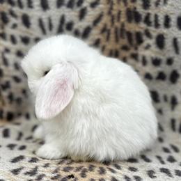 Holland Lop and Netherland Dwarf Rabbits for Sale in Central Florida in Oviedo, fl