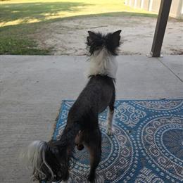 AKC Chinese Crested Male for Studding in Hazlehurst, ga