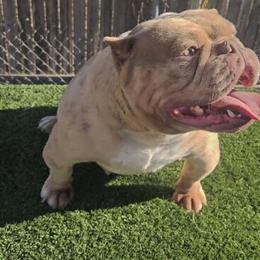 Bully Female for Sale in San Antonio, tx
