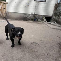 American Bully Male for Sale - 2 Years Old, Ready for a New Home in Kalamazoo, mi