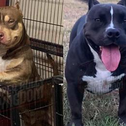 American Bully Puppies Available in Valdosta, ga