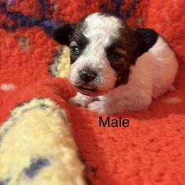 Puppies available for deposit - 2 males and 1 female in West Liberty, ky