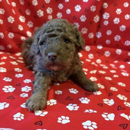 Female Toy Poodle Ready After Valentine's Day in West Liberty, ky