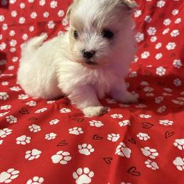 Maltese Puppies Available in West Liberty, ky