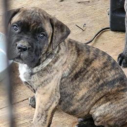 Cane Corso Puppies Available in Columbia, sc