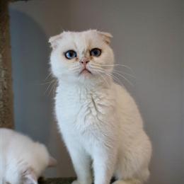 Scottish Fold Female Alisa Looking for a Loving Home in Shakopee, mn
