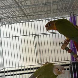 Pineapple Green-cheeked Conure Pair for Sale in Roslyn Heights, ny